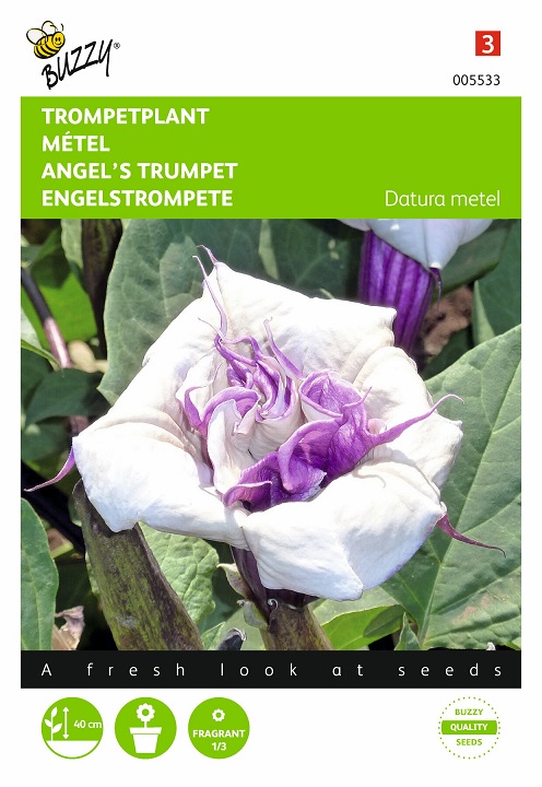 thumbnail image 2 of 30pcs Bonsai Tree Seeds Brugmansia Suaveolens Flamenco Angel 2 of 11