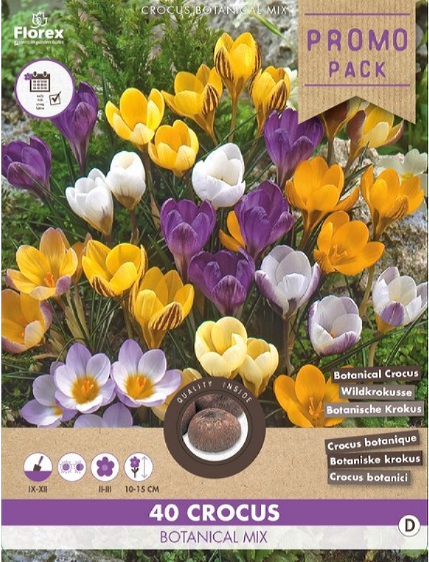 Flower Bulbs Crocus Crocus Bloembollen Botanical Mix Dutch