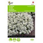 Alyssum Snowcloth flower seeds