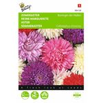 Aster Flower Seeds Reine des Halles