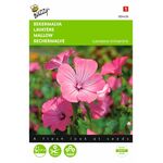 Mallow Flower Seeds