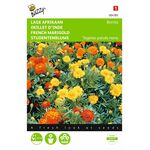 French marigold flower seeds