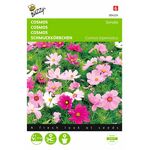 Cosmos Flower Seeds