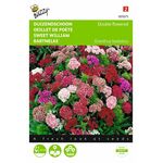 Sweet William flower seeds