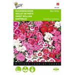 Sweet William Flower seeds