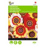 Chrysanthemum Flowerseeds