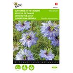 Love-in-a-Mist flower seeds