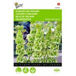 bells of Ireland flower seeds