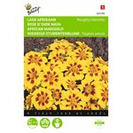 Afrikaanzaden buzzy bloemzaden