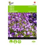 Lobelia flower seeds