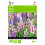 Lupin flower seeds