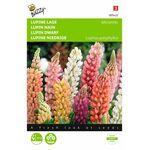 lupin Flower seeds