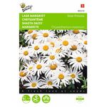 Shasta Daisy flowerseeds