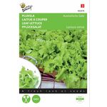 Leaf lettuce seeds Australian