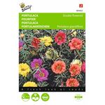 portulaca flower seeds