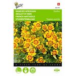 signet marigold flower seeds