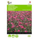 Maiden pinks flower seeds