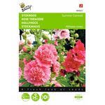 hollyhock flower seeds