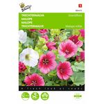 malope flower seeds