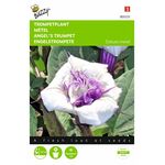 Angels Trumpet flower seeds