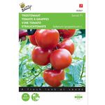 Vine Tomato seeds F1 hybrid