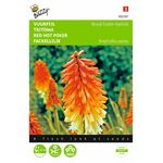 Red Hot Poker Flower Seeds