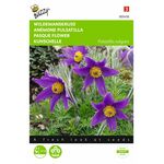 Pasque Flower seeds