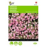 rock soapwort flowerseeds