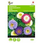 aster flower seed mixture