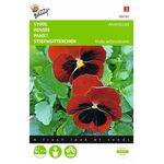 Pansy Alpenglow flower seeds
