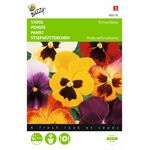 pansy flower seeds