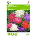 Aster Ostrich Feather