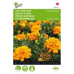 French Marigold,Petite orange