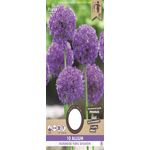 Allium Flowerbulbs Purple Sensation