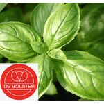 Biologische Basilicum Genovese