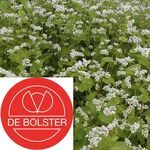 Biologische Boekweit - Groenbemester