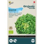 Organic Endive Batavian Green no.5