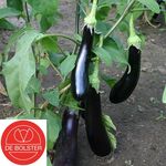 Organic Eggplant Violetta Lunga 3
