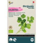 Organic Cilantro