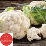 Organic Cauliflower seeds Alpha 7