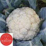 Organic Cauliflower Seeds Flora Blanca