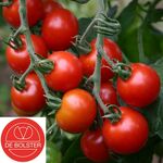 Organic Cherry tomatoes seeds 'Zuckertraube'