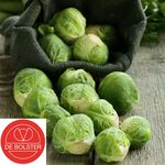 Organic Brussels Sprouts Groninger