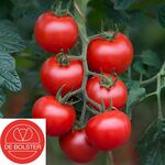 Organic Tomato seeds 'Bolstar Gimli F1'