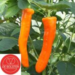 Organic Sweet Pepper Seeds Kyra