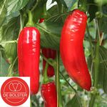 Organic Sweet Pepper Seeds Xaro