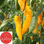 Organic Sweet Pepper Seeds Zazu Yellow