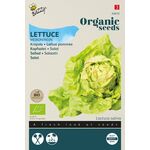 Organic Lettuce May Queen