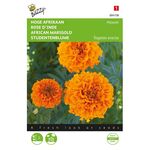 African Marigold Orange Hawaii