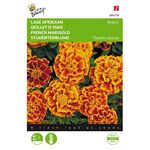 French Marigold Bolero
